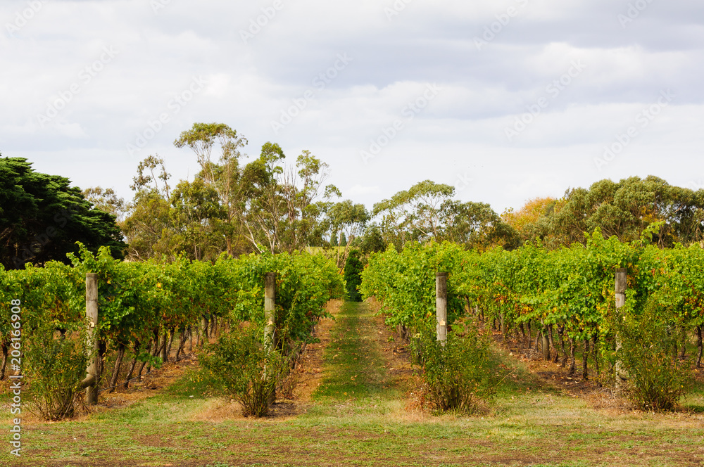 Rows of vines in a Bellarine Peninsula vineyard - Geelong, Victoria, Australia Rows of vines in a Bellarine Peninsula vineyard - Geelong, Victoria, Australia