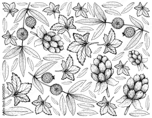 Hand Drawn Background of Cloudberry and Cabeludinha Fruits