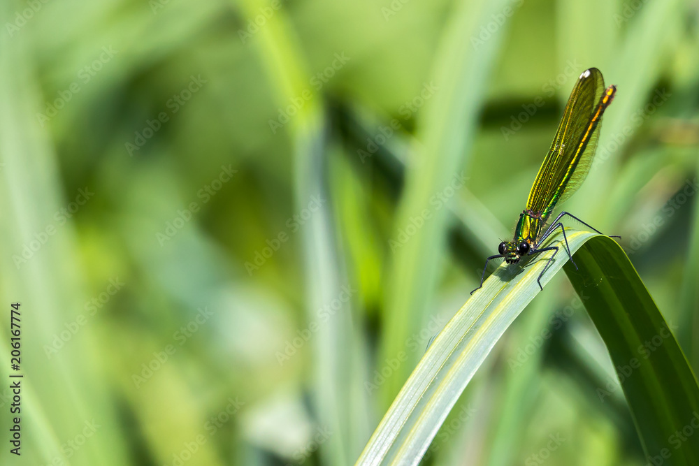Großlibellen (Anisoptera) am Halm Großlibellen (Anisoptera) am Halm