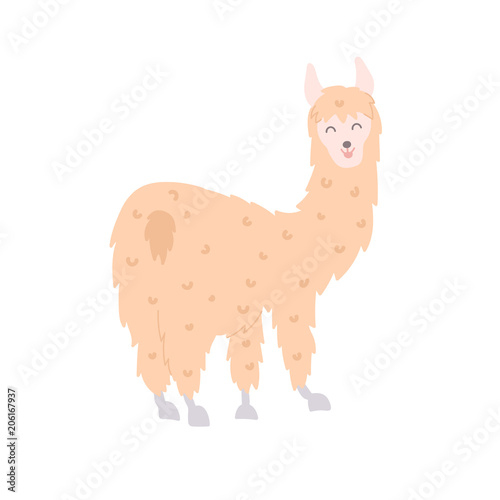 Vector illustration of  llama
