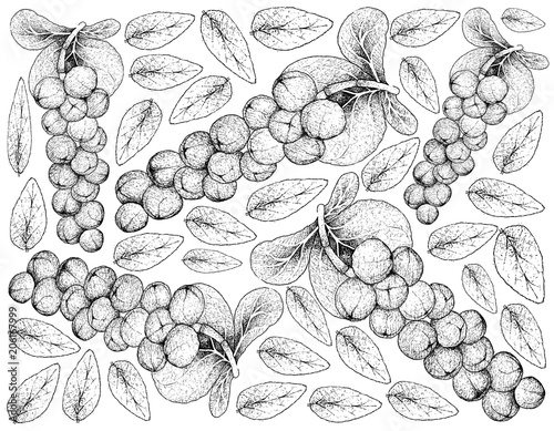 Hand Drawn Background of Coccoloba Uvifera or Seagrape Fruits
