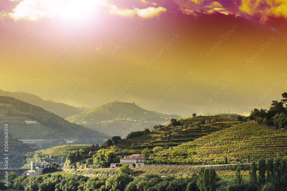 Viticulture on the Portuguese hills