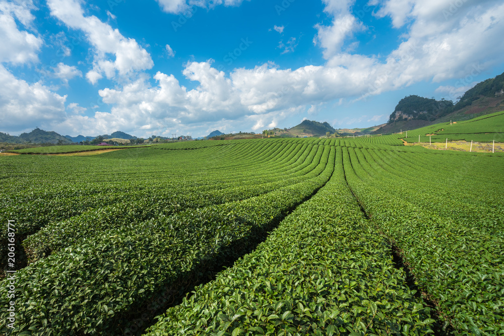 Tea plantation landscape on clear day. Tea farm with blue sky and white clouds.