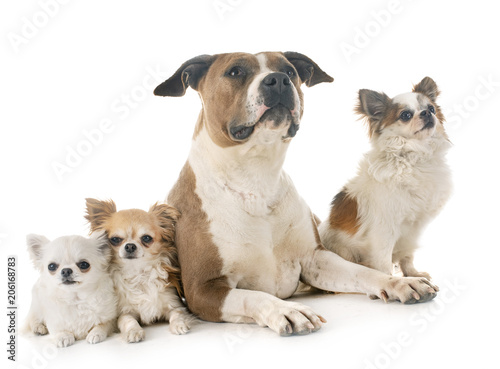 american staffordshire terrier and chihuahuas