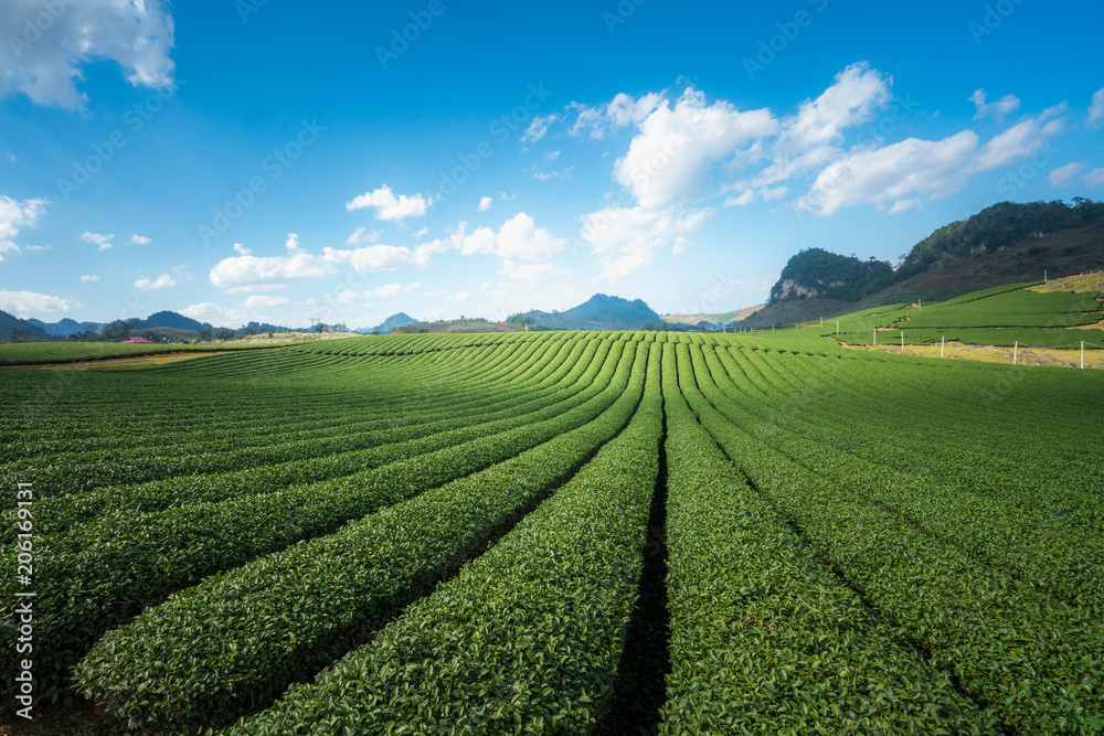 Tea plantation landscape on clear day. Tea farm with blue sky and white clouds.