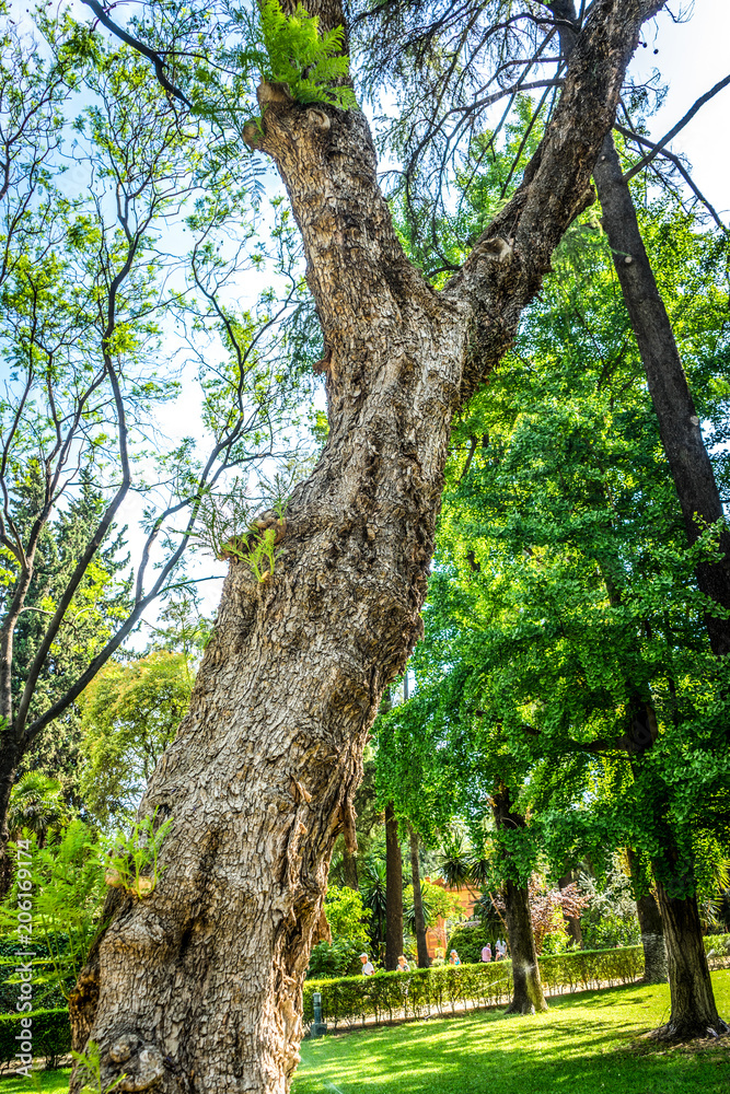 Fototapeta premium The trunk of a tree splitting into two at garden in seville, Spain
