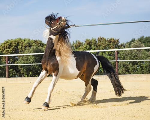retive pony in lunge photo