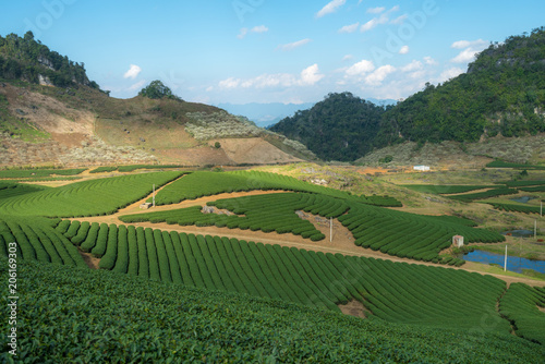 Tea plantation landscape on clear day. Tea farm with blue sky and white clouds.