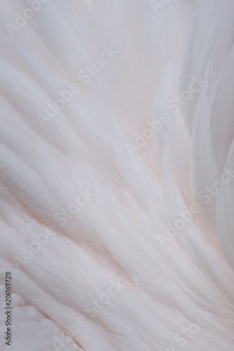 Close up of pelican feathers