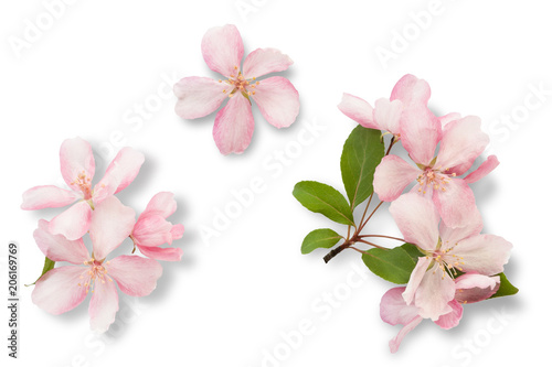 Spring flowers. Apple tree blossom with green leaves isolated on white background