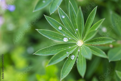 Young lupine leaf with drops of water after rain.