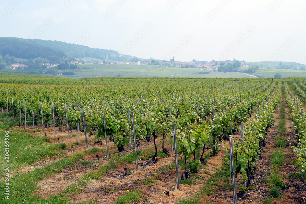 Champagne vineyard near Epernay, France