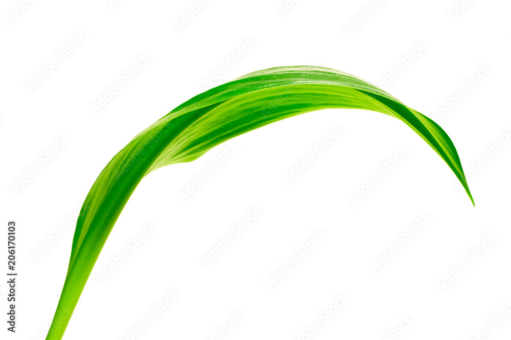 green leaf green leaf