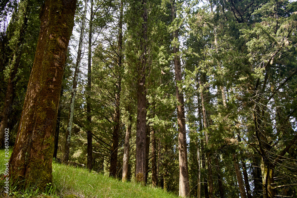 tall trees in the forest tall trees in the forest