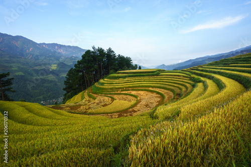 Terraced rice field in harvest season in Mu Cang Chai  Vietnam.