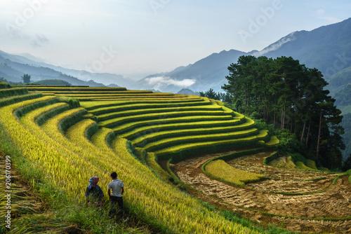 Terraced rice field in harvest season with farmers harvesting on field in Mu Cang Chai, Vietnam.