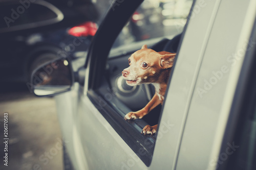 Little Dog Looking out the car window at parking area and barking, vintage filter effect photo