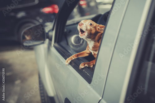 Little Dog Looking out the car window at parking area and barking, vintage filter effect photo