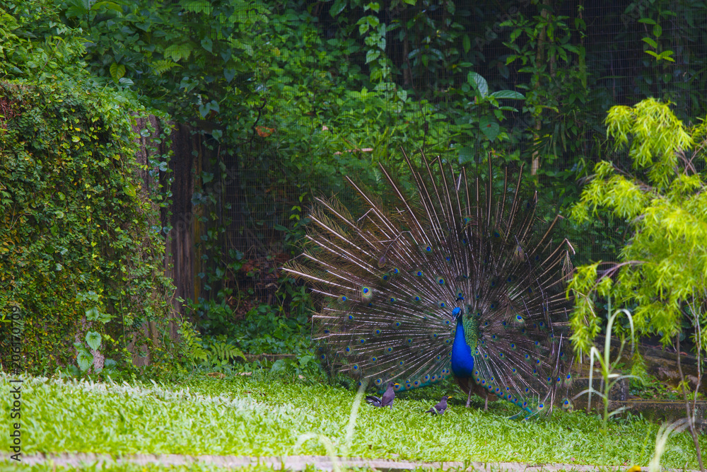 Obraz premium 雄の孔雀