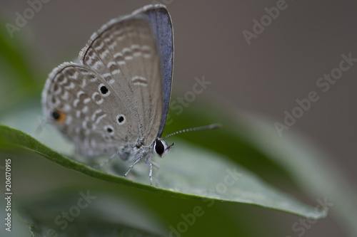 Chilades pandava -  plains Cupid photo