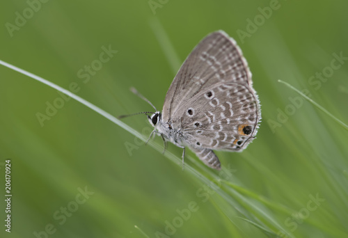 Chilades pandava -  plains Cupid photo
