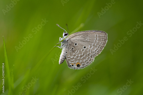 Chilades pandava -  plains Cupid photo