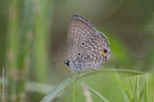 Chilades pandava -  plains Cupid photo