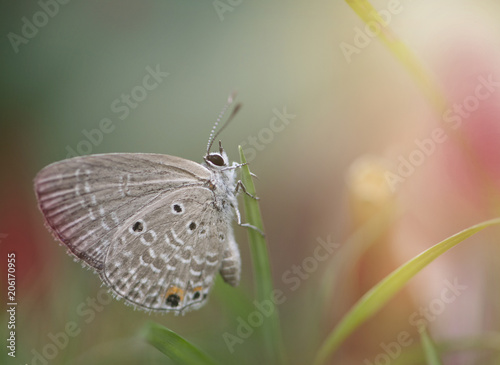 Chilades pandava -  plains Cupid photo