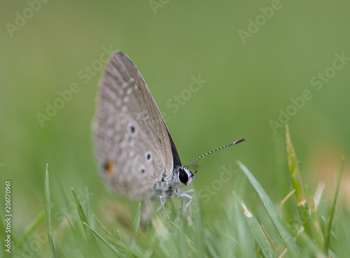 Chilades pandava -  plains Cupid photo