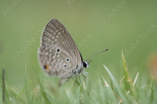 Chilades pandava -  plains Cupid photo