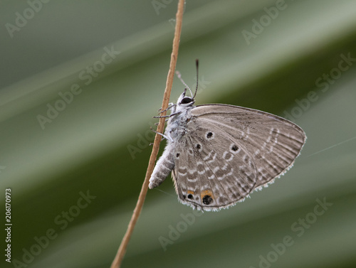 Chilades pandava -  plains Cupid photo