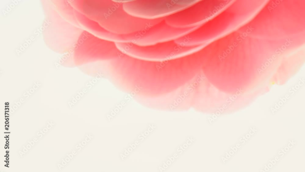 Camellia on a white background .4k b-roll footage Camellia on a white background .4k b-roll footage