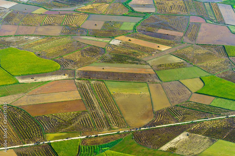 Fototapeta premium Rice field in Bac Son valley in Vietnam