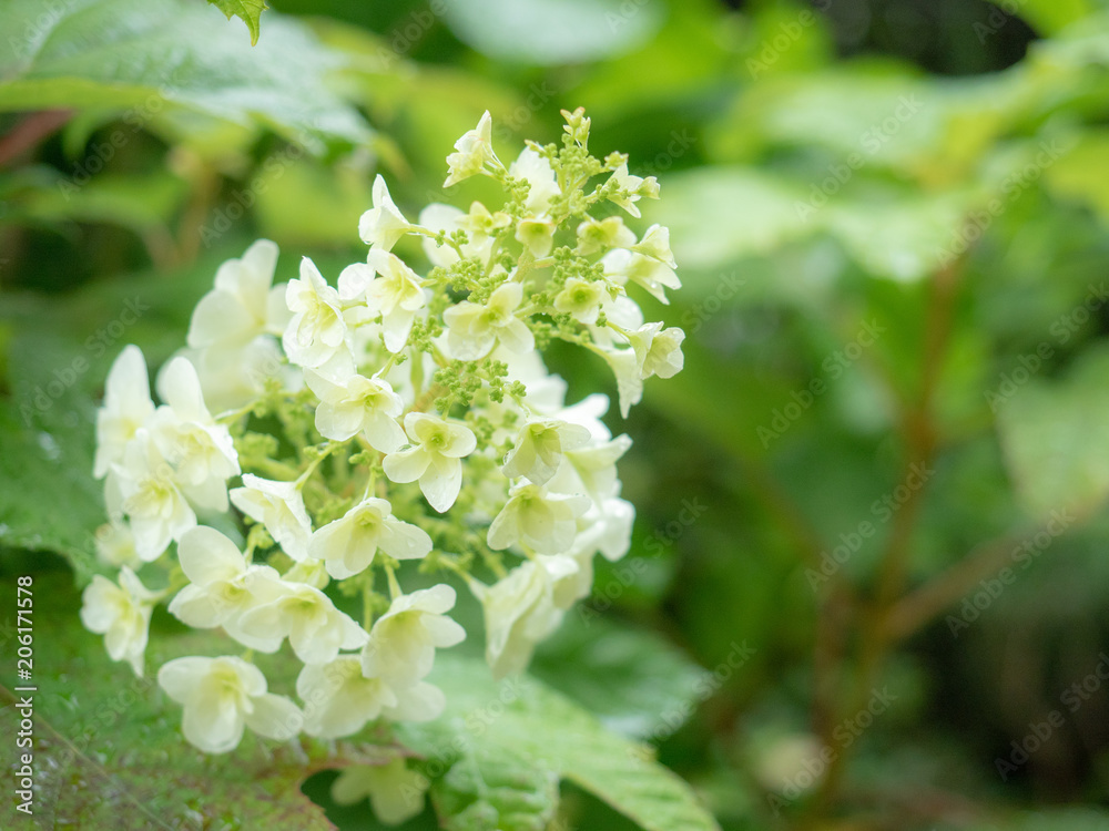 white flowers white flowers