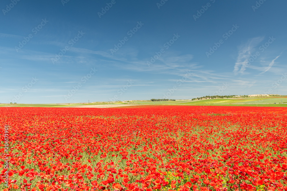 field of red poppies with olive trees in the background and small traces of clouds in the blue sky