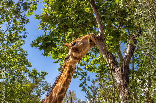 Photography Giraffe, The Gentle Giant