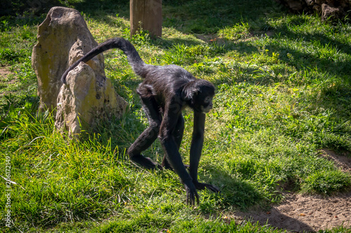Spider monkey