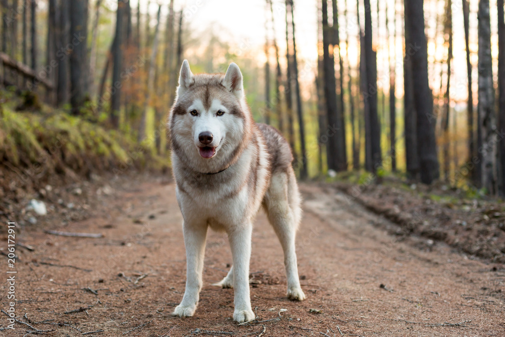 Portrait of cute friendly dog breed Siberian husky standing in the forest in the spring season at sunset Portrait of cute friendly dog breed Siberian husky standing in the forest in the spring season at sunset