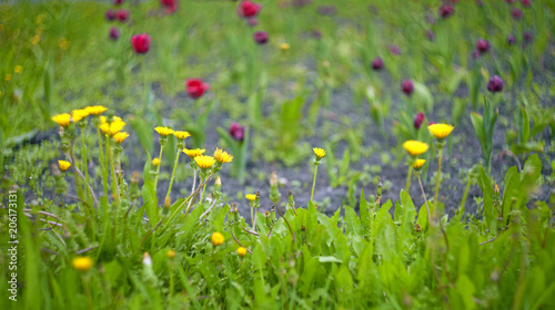 Dandelion on a blurred background with leaves on a meadow with tulips in background