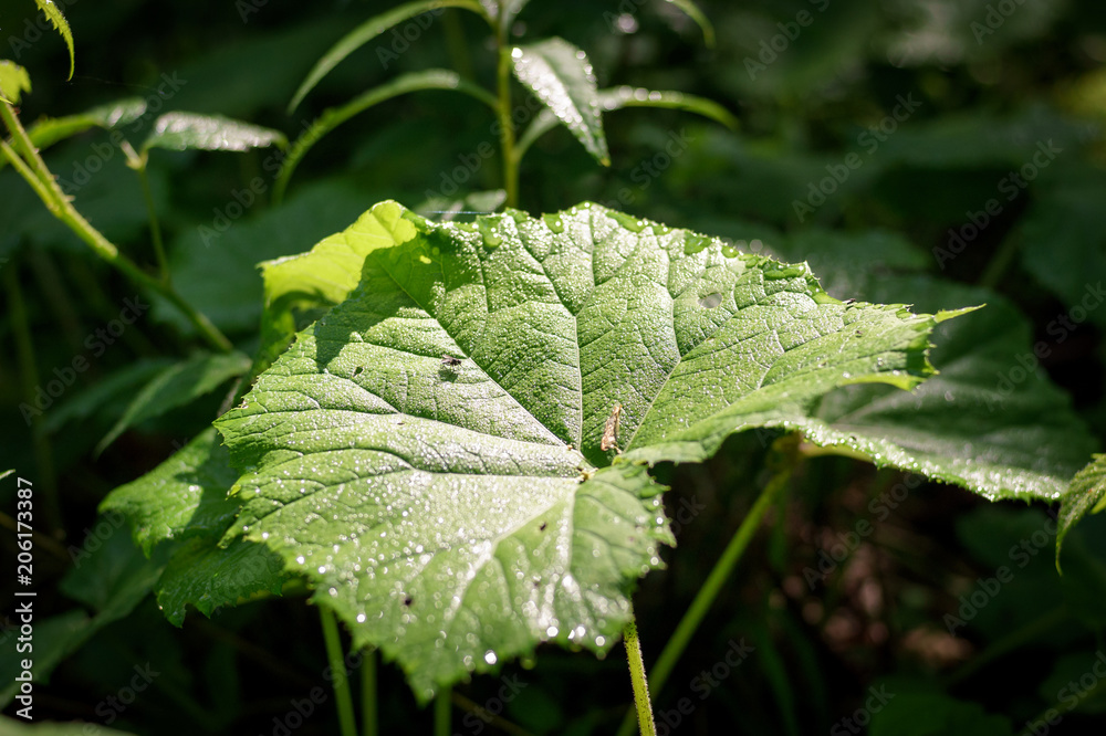 A large green leaf butterbur (Petasites officinalis) growing in the forest, a ray of light falls on it. A large green leaf butterbur (Petasites officinalis) growing in the forest, a ray of light falls on it.