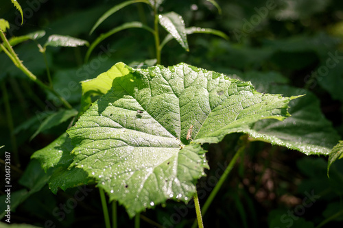 A large green leaf butterbur (Petasites officinalis) growing in the forest, a ray of light falls on it.