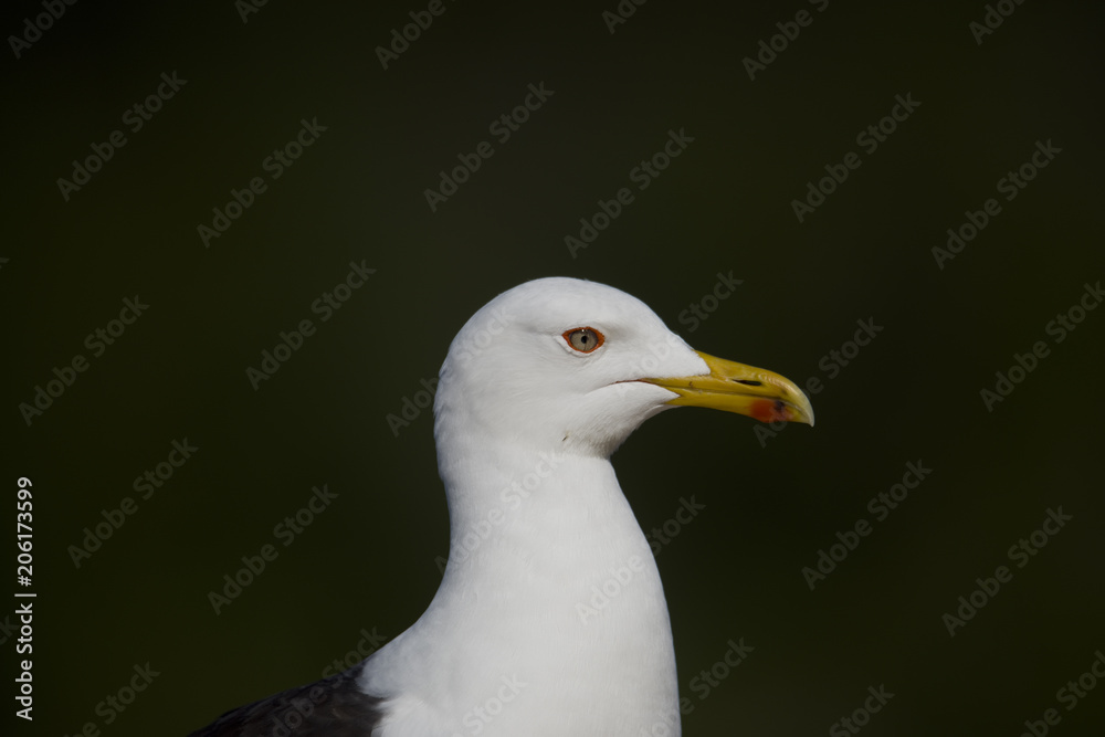 Great black-backed gull hiking on a boat in the archipelago of Stockholm, Sweden Great black-backed gull hiking on a boat in the archipelago of Stockholm, Sweden