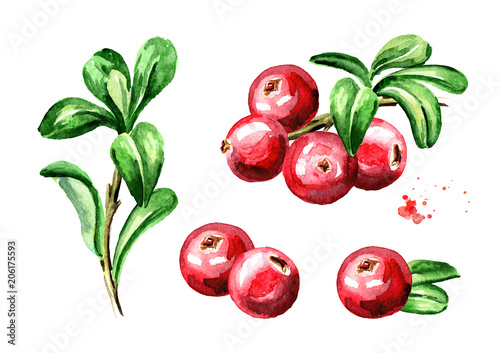 Cranberry compositions set. Fresh berries with leaves and branches. Hand drawn watercolor illustration  isolated on white background photo