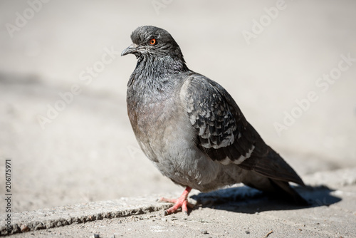 birds and a concept of the wild nature - the pigeon close up sits on asphalt