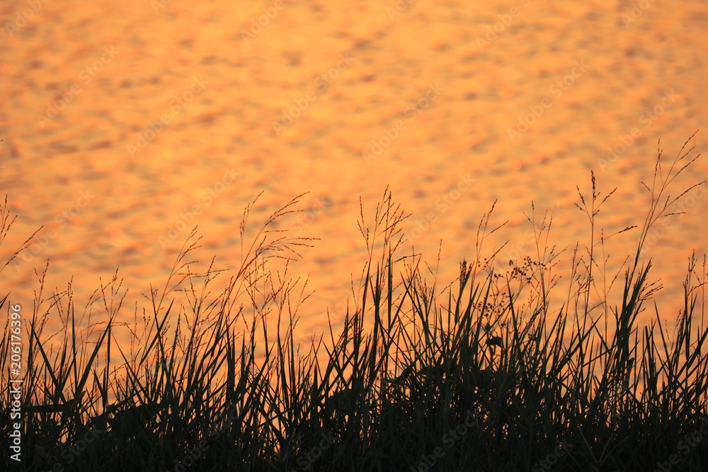 Sillhouette of Grass on river with Sunlight in the evening Sillhouette of Grass on river with Sunlight in the evening