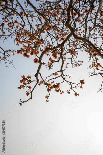 Branch of blossoming Bombax ceiba tree or Red Silk Cotton Flower photo