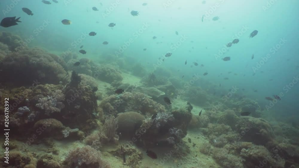 Fish and coral reef at diving. Wonderful and beautiful underwater world with corals and tropical fish. Hard and soft corals. Philippines, Mindoro. Diving and snorkeling in the tropical sea. Travel Fish and coral reef at diving. Wonderful and beautiful underwater world with corals and tropical fish. Hard and soft corals. Philippines, Mindoro. Diving and snorkeling in the tropical sea. Travel