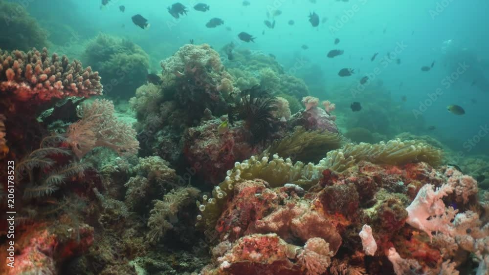 Fish and coral reef at diving. Wonderful and beautiful underwater world with corals and tropical fish. Hard and soft corals. Philippines, Mindoro. Diving and snorkeling in the tropical sea. Travel Fish and coral reef at diving. Wonderful and beautiful underwater world with corals and tropical fish. Hard and soft corals. Philippines, Mindoro. Diving and snorkeling in the tropical sea. Travel