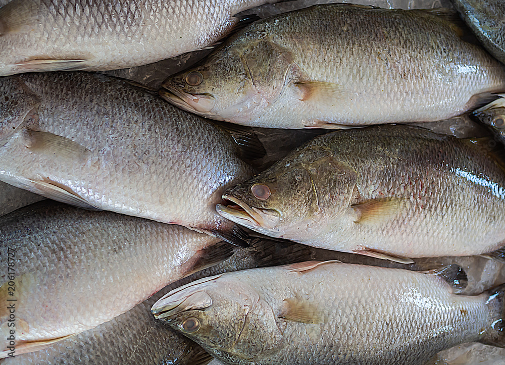 Fresh Fish Fresh Fish