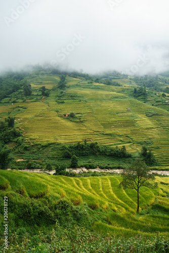 Terraced rice field landscape in harvesting season with low clouds in Y Ty  Bat Xat district  Lao Cai  north Vietnam